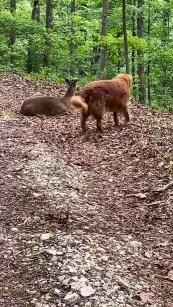 茶色の鹿が座り茶色の犬が立っている