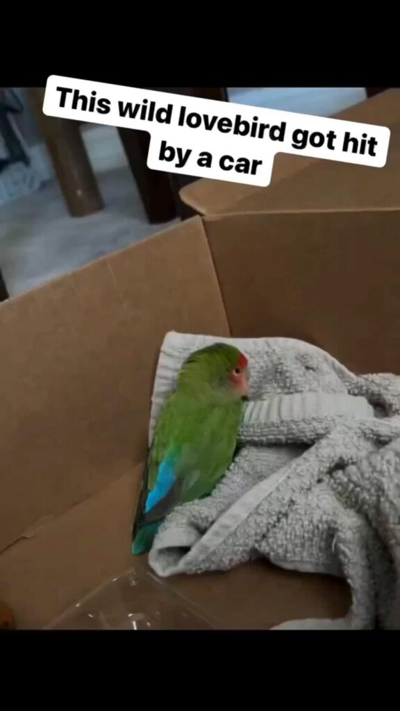 箱の中で休む緑と赤色のコザクラインコ