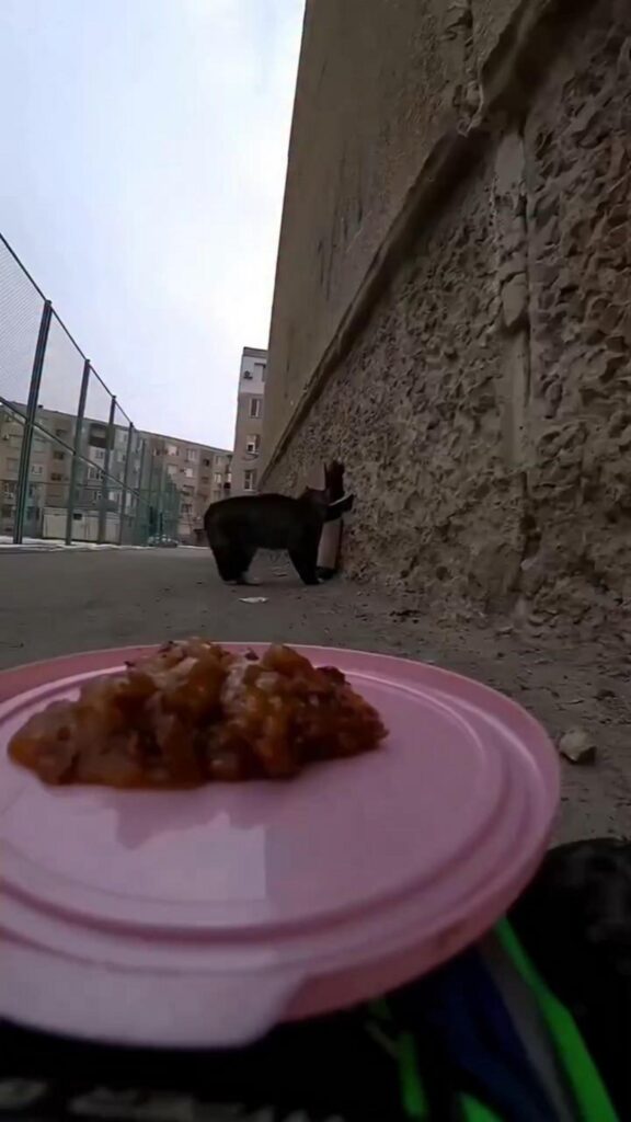 壁沿いを歩く黒いクマ