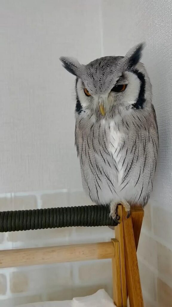 止まり木で目を細める白と灰色のミミズク