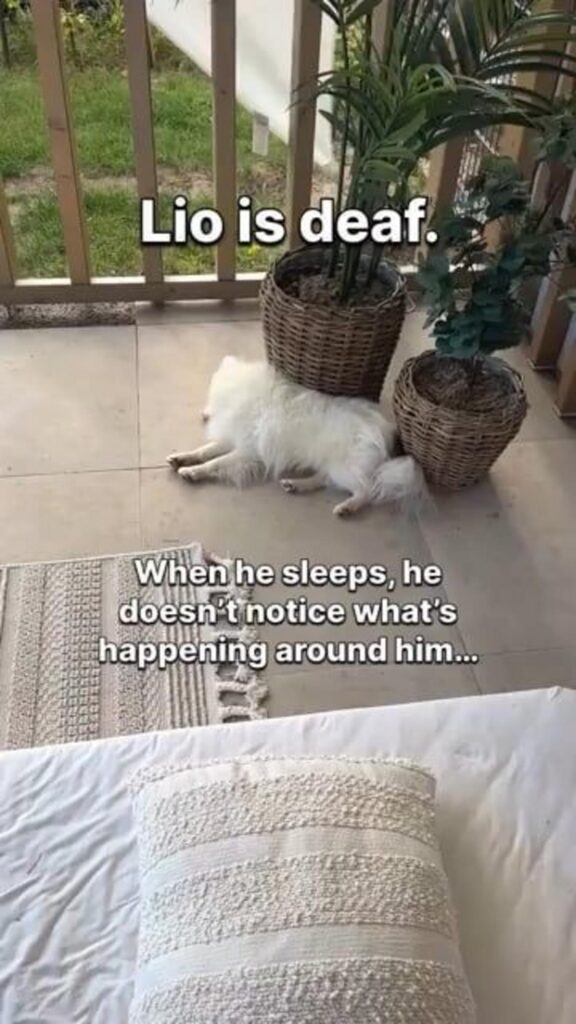 床で寝ている白い犬