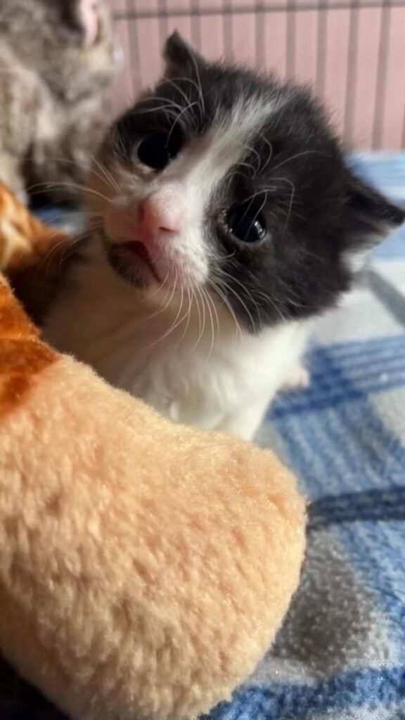 白黒の子猫が上をじっと見つめている