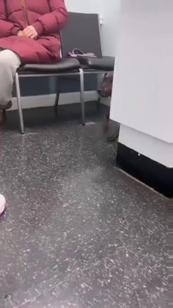 壁の陰から覗いている茶色の犬