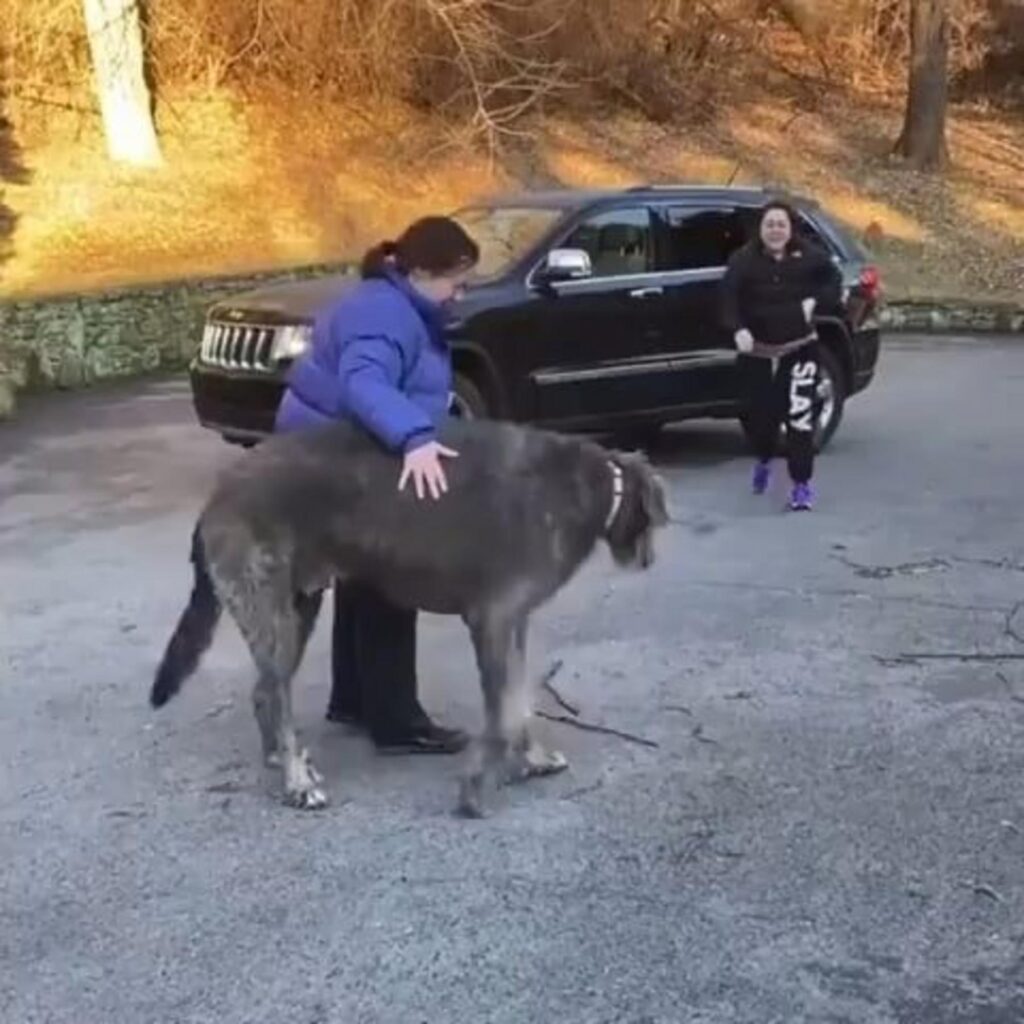 青い服の女性が灰色の大きな犬を撫でている