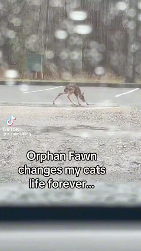 茶色い斑点模様の子鹿が屈んでいる