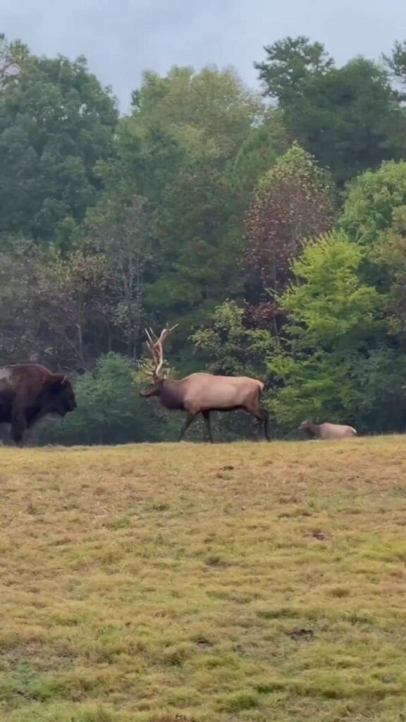 草原を歩く茶色のエルクと黒いバイソン