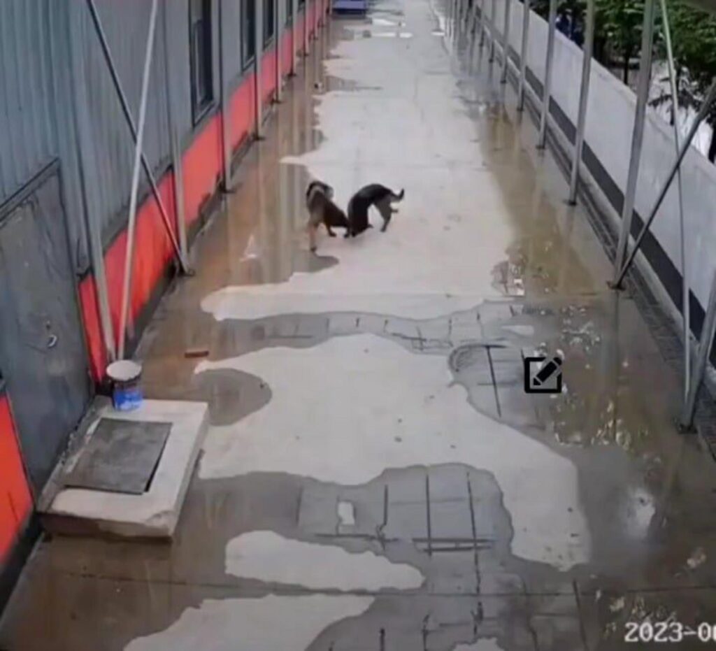 茶色と黒の犬二匹が向き合って遊んでいる