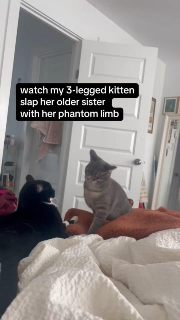 灰色の猫が黒い猫を叩こうとしている