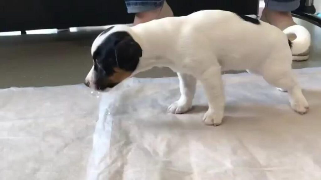 白黒模様の子犬が床の匂いを嗅いでいる