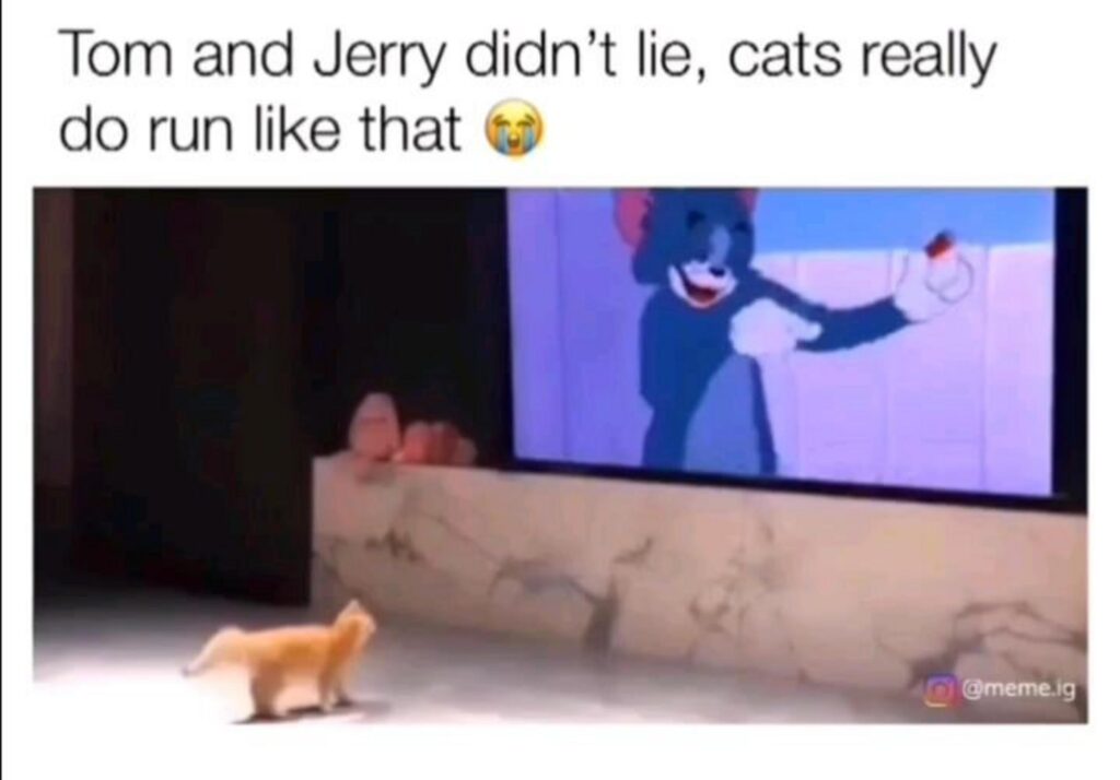 茶色の猫が走っている