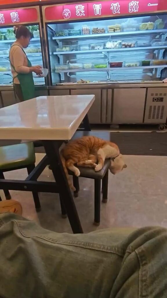 椅子で頭を下げて眠る茶白の猫