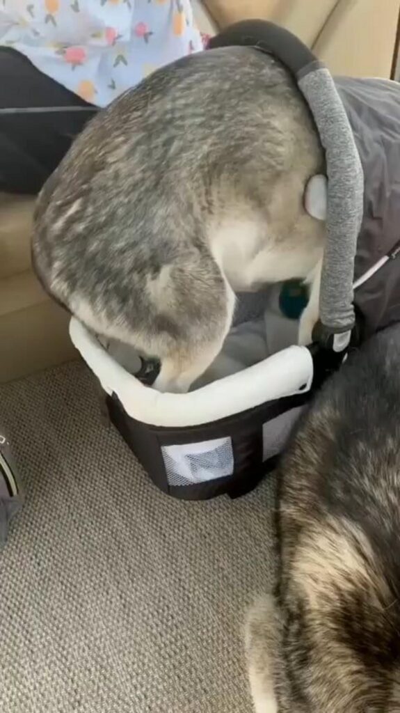 カゴの中を覗き込む灰色と白のハスキー