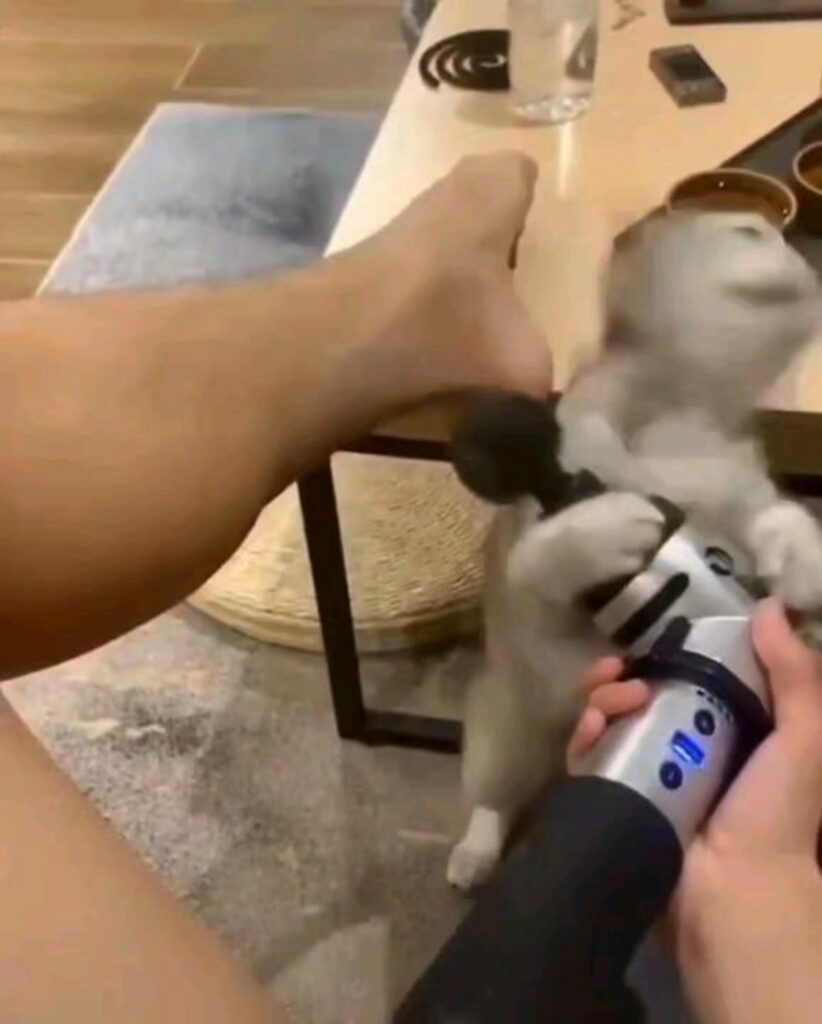 マッサージ器で震える灰色と白の猫