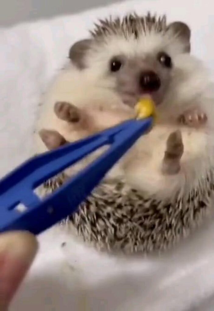 ピンセットで餌を食べる白茶色のハリネズミ