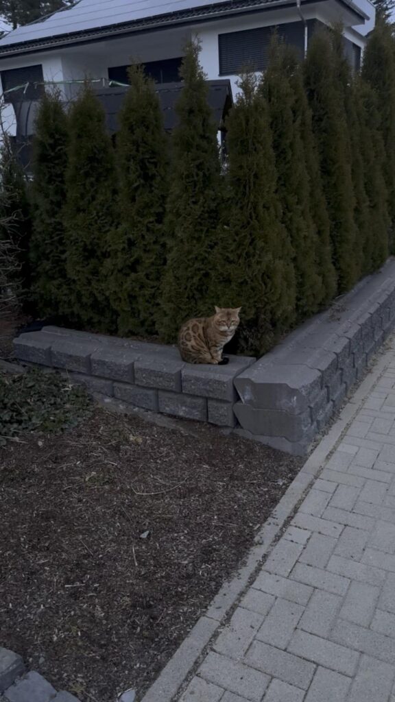 茶色い模様の猫が塀に座っている