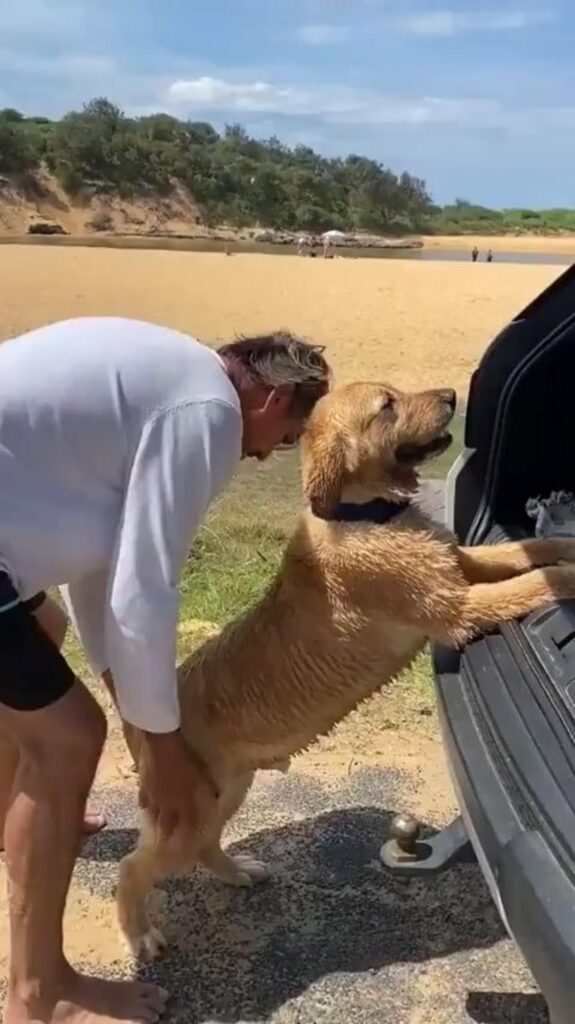 白い服の男性が茶色い犬を車に乗せている