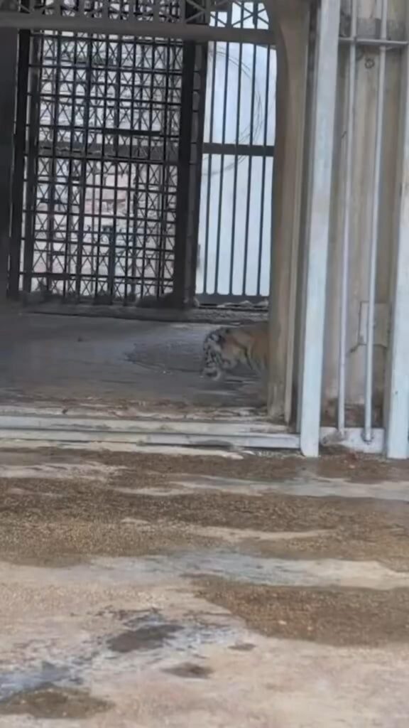 黄と黒のトラが建物の中を歩いている