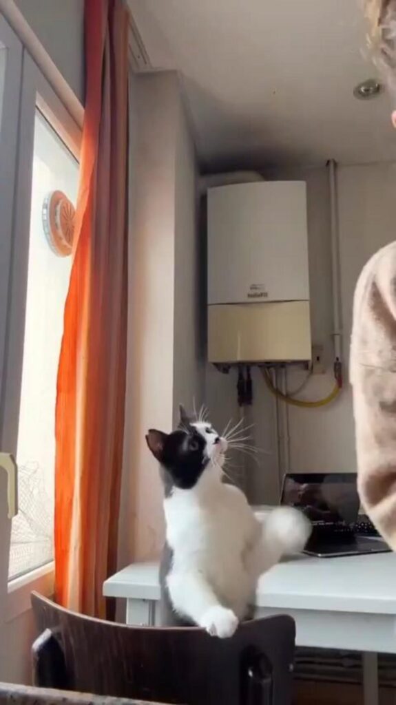 白黒の猫が立ち上がり前足を伸ばす