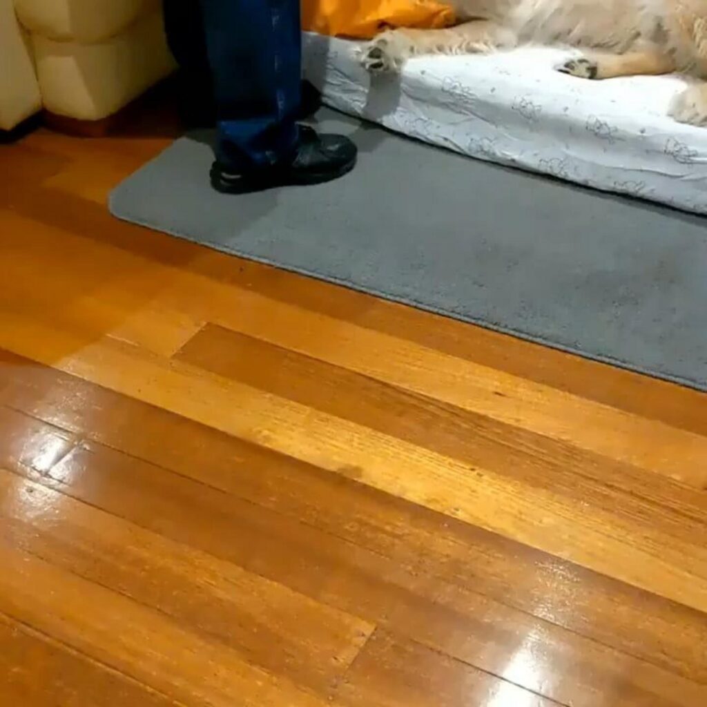 寝ている茶色の犬と立っている人