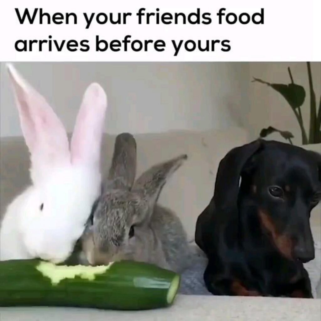 胡瓜を食べる白と灰の兎と見つめる黒い犬