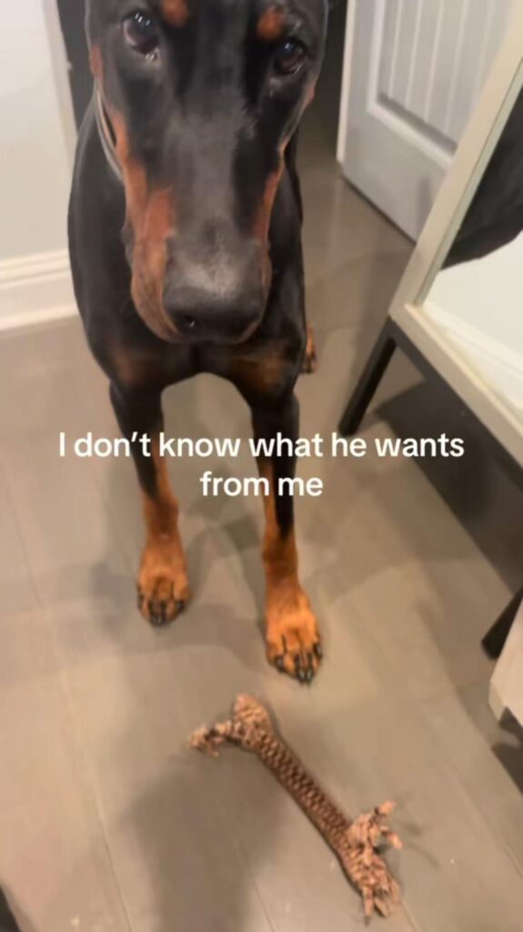 玩具を置き見つめる黒茶のドーベルマン