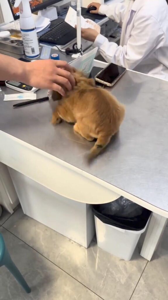 茶色い子犬が撫でられている