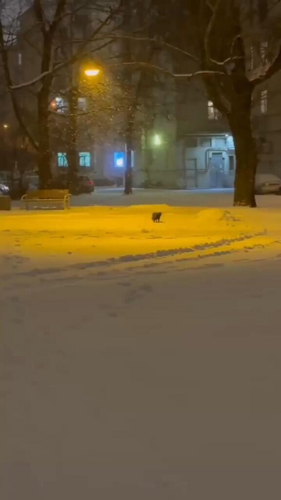 雪の上を歩く黒い猫