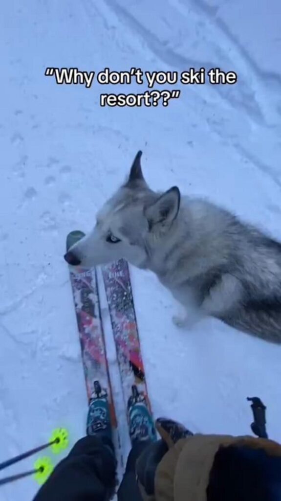 雪の上で佇む白とグレーのハスキー