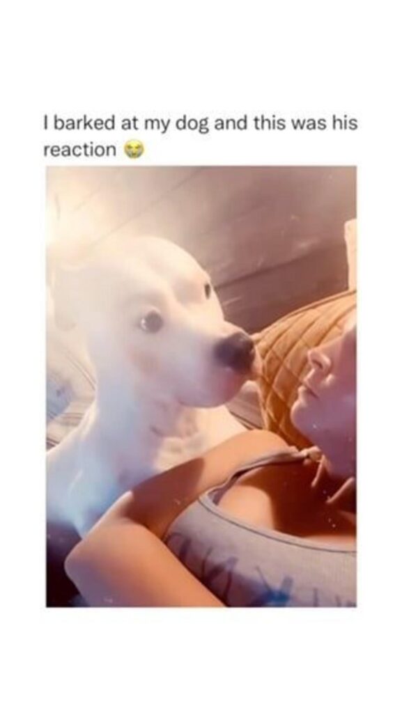 驚いた白い犬が人間を凝視している