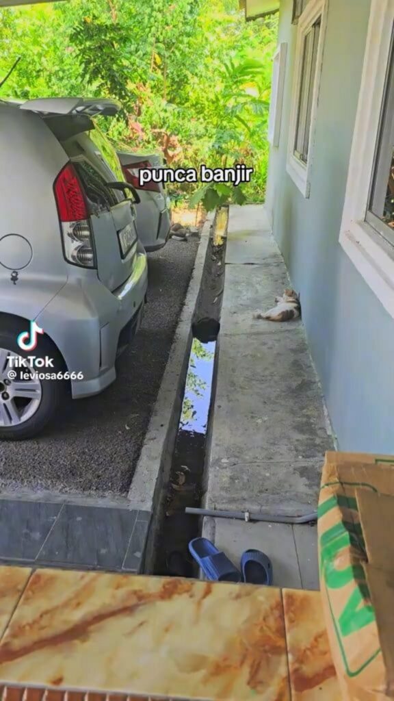 三毛猫が通路で寝ている