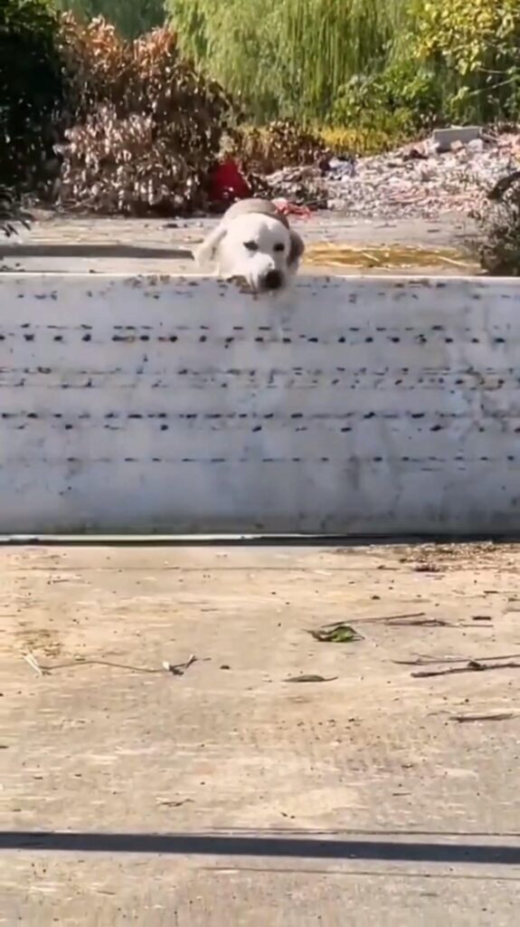 白い犬が壁から顔を出している