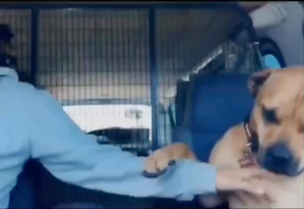 茶色の犬が人の腕を噛んでいる