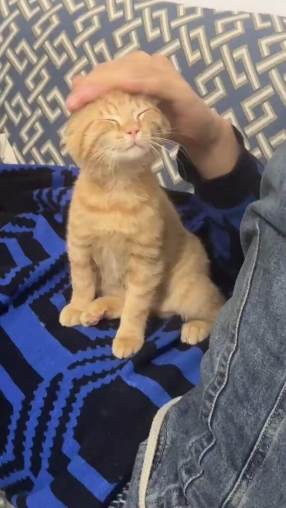 頭を撫でられている茶トラの猫