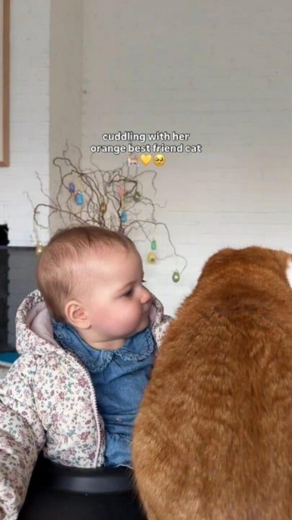 オレンジ色の猫と寄り添う赤ちゃん
