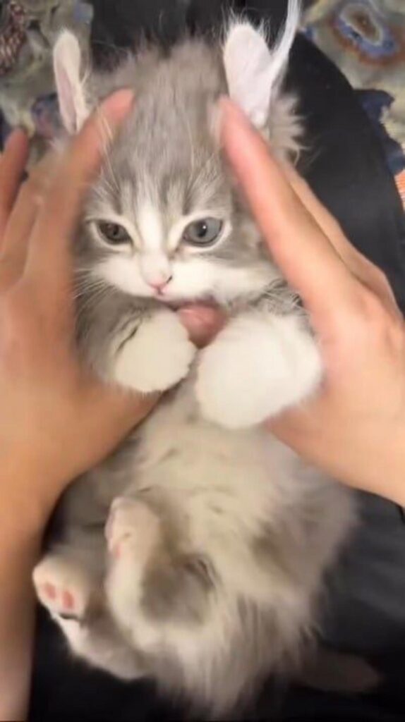 手に包まれる灰色と白の子猫