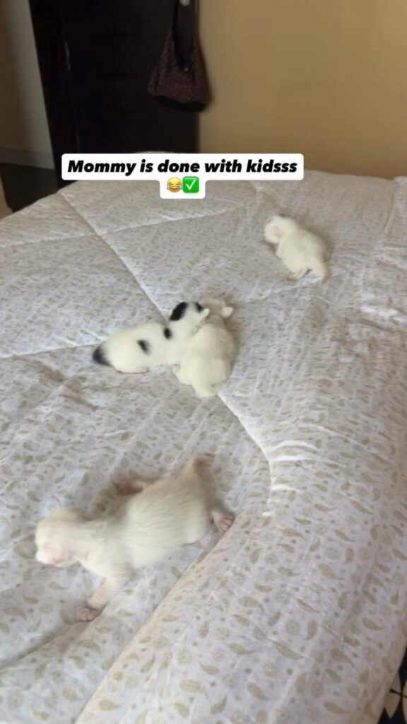 ベッドの上を這い回る白とブチの子猫たち