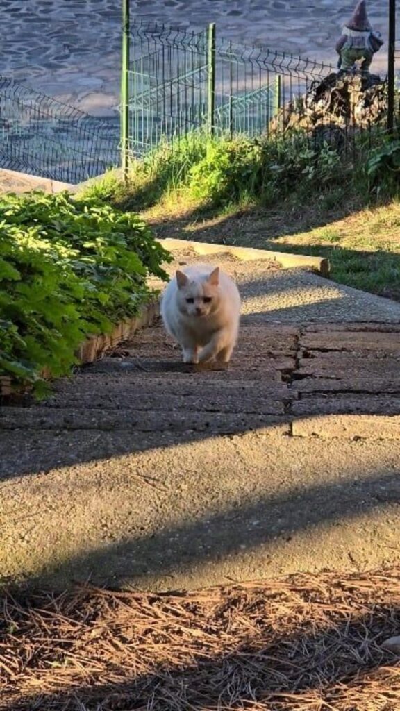 こちらへ歩いてくる白い猫