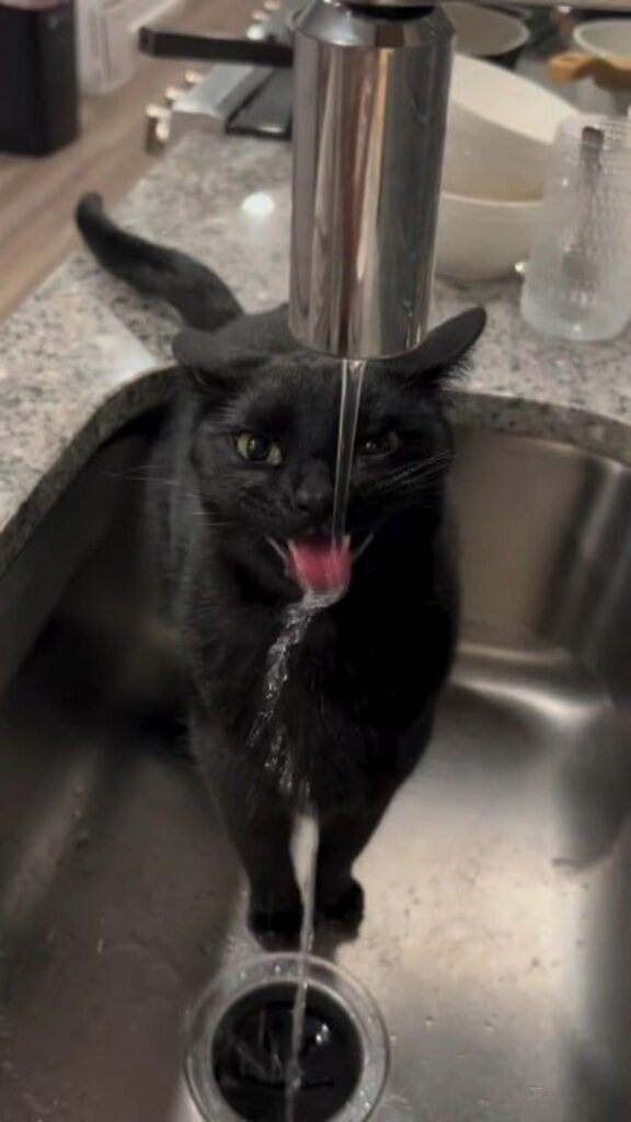 蛇口から水を飲む黒猫