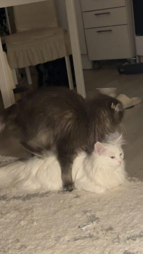 白い猫の上に乗る灰色の猫