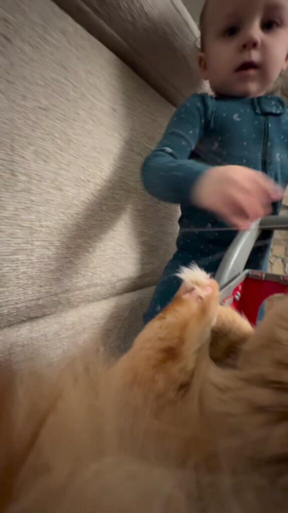 茶色の猫とこちらを見ている幼児