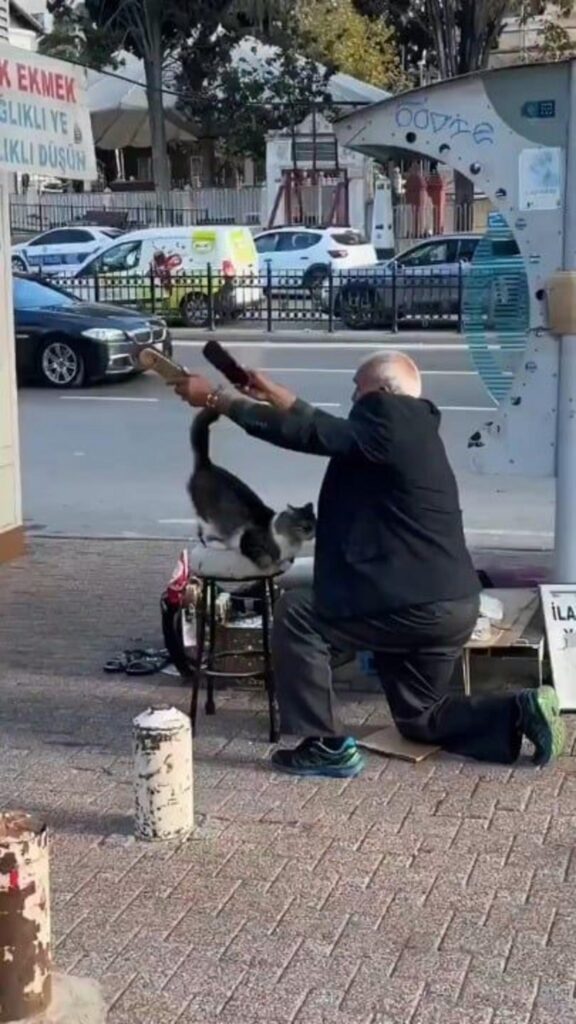 黒服の男性が灰白の猫をブラッシングする