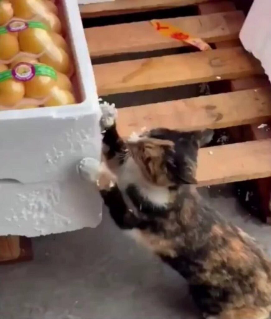 発泡スチロールを引っ掻く三毛猫