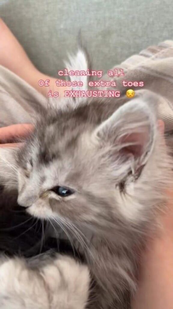 グレーの子猫が横たわっている