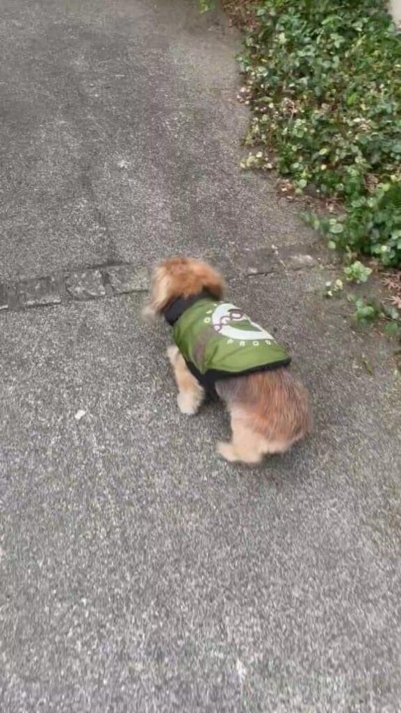 緑の服を着た茶色の犬が歩いている