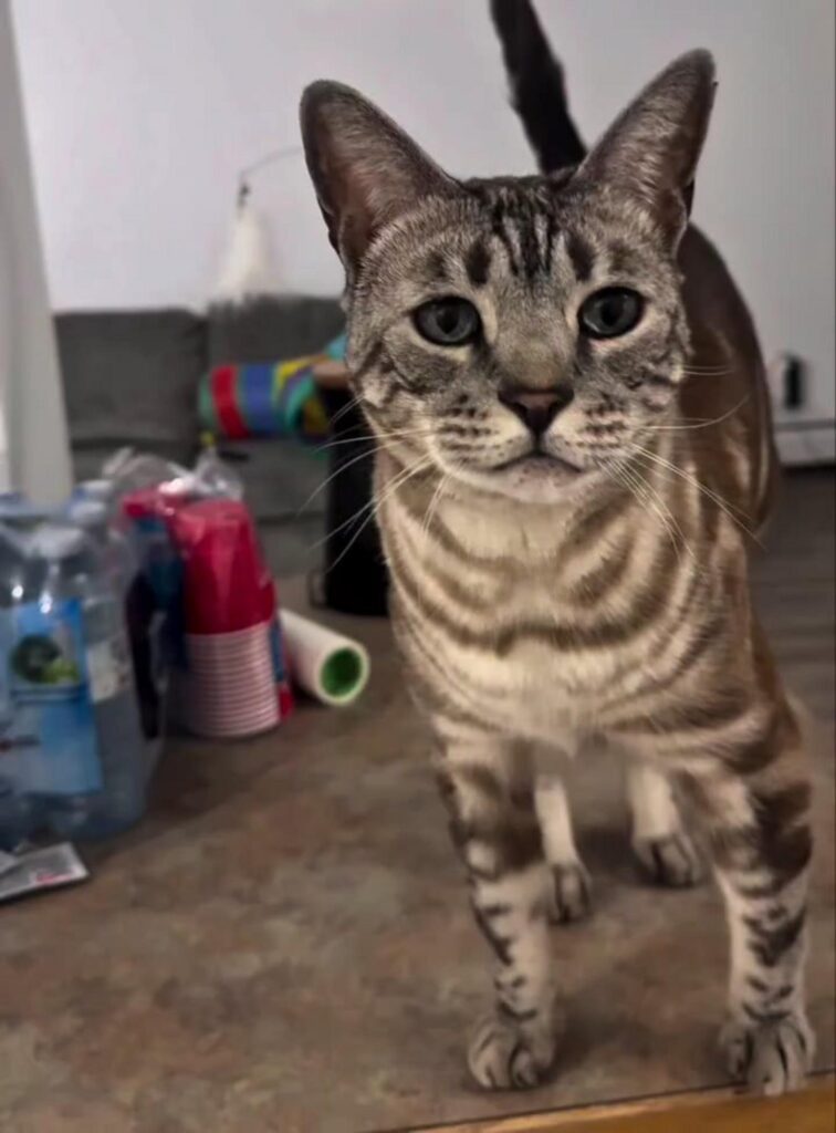 正面を見つめて立っている縞模様の猫