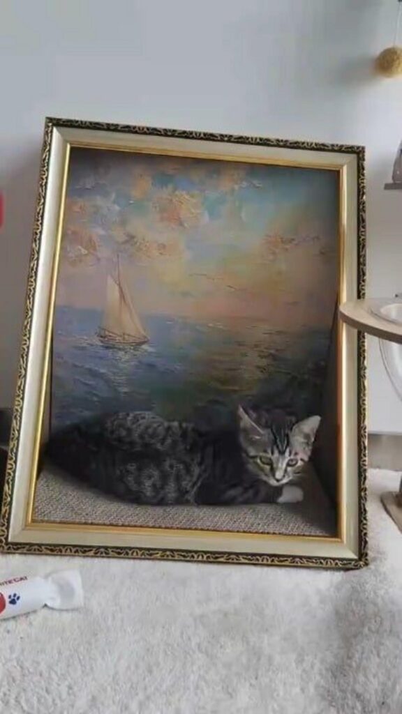 額縁の中で横たわっているキジトラ猫