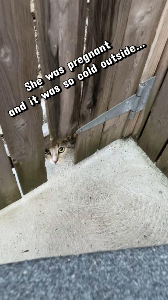 柵の隙間から覗く茶色のキジトラ猫