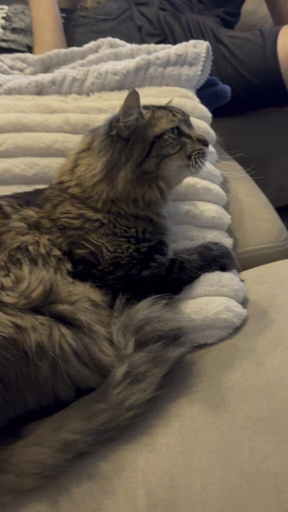 布団の上で横たわる茶色の長毛猫