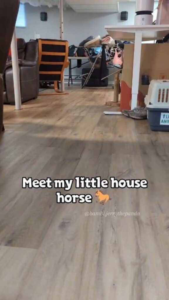 生物は写っておらず木目調の床の室内の様子