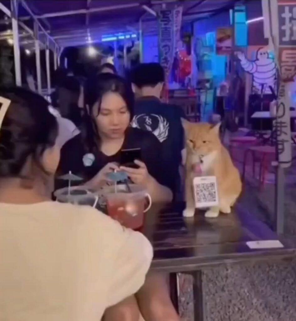 スマホを見る女性と机に座る茶色の猫